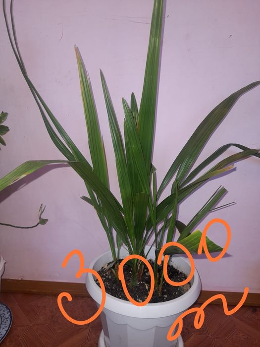 Комнатные хорошие цветы