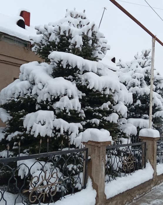 Продам ёлка висата 3.5 метр