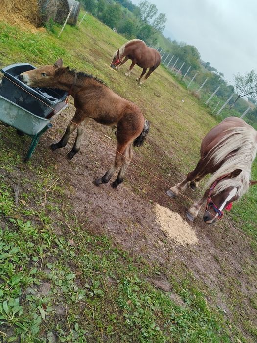 De vânzare 2 iepe gestante