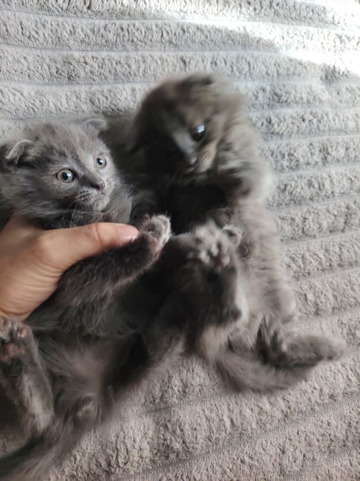 Продаются котята