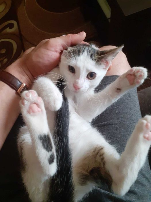 Подарявам мъжко котенце
