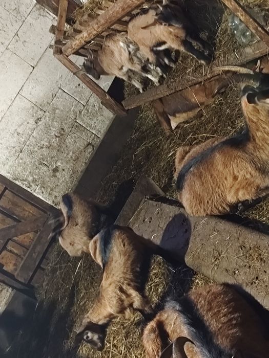 Vând iezi alpin francez