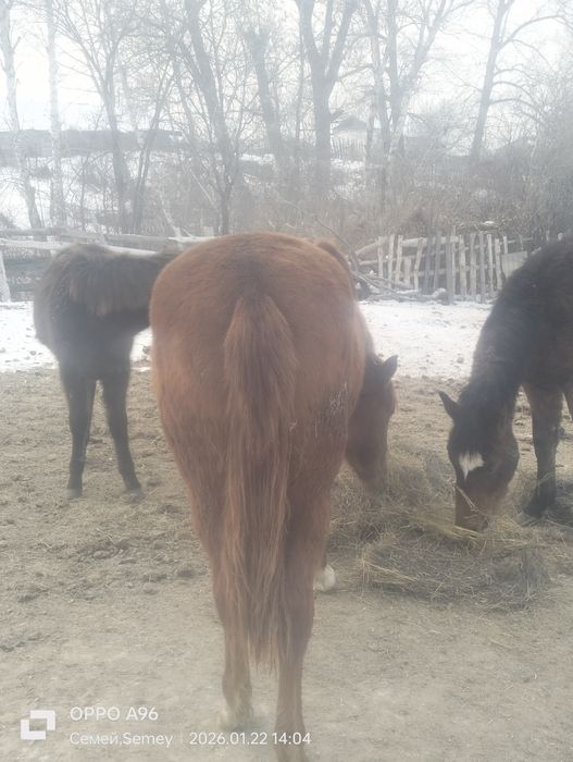 Продам лошади с откорма
