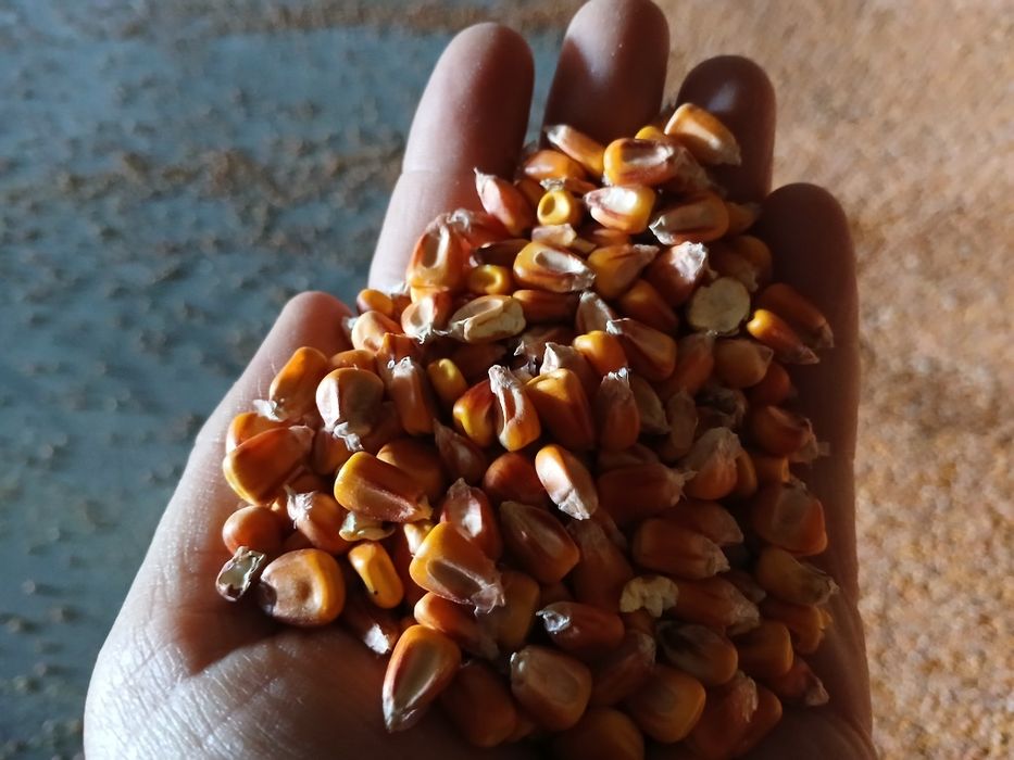 Porumb recoltat 2025