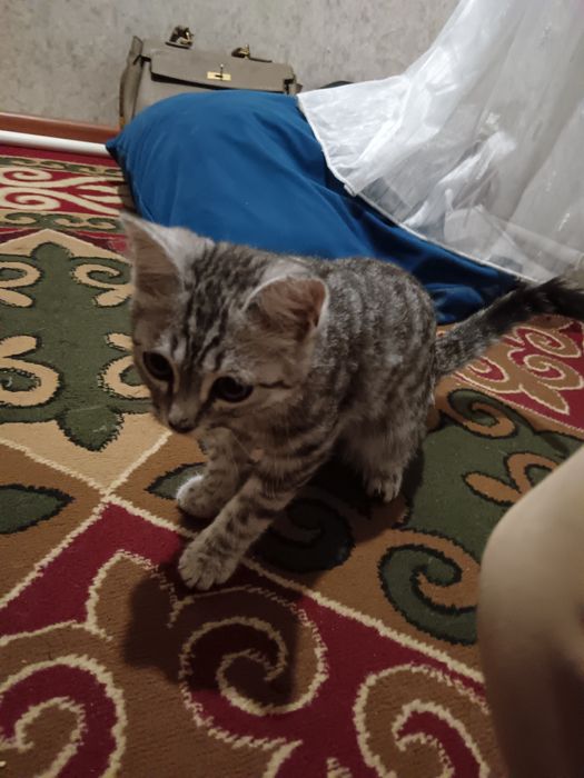 Шатланские котята мальчик