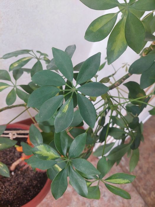 Продам.Комнатный цветок шеффлера