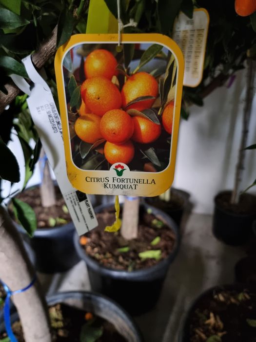 Vând mandarin qumqoat(se mănâncă cu tot cu coaja)