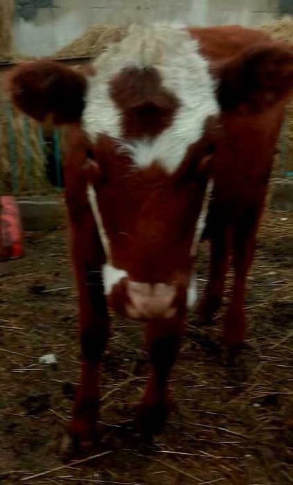 Продам теленка (телочка) 9 месячный