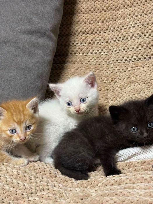 Отдаем котят в хорошие руки