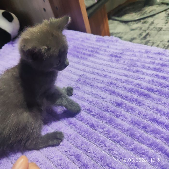 Отдам котят в хорошие руки