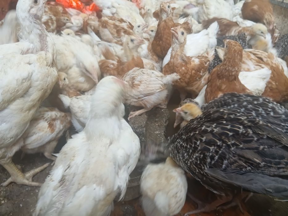 Ломан браун балапандары