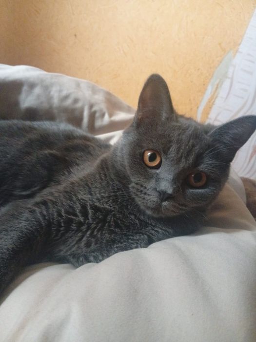 Кошечка британка короткошерстная
