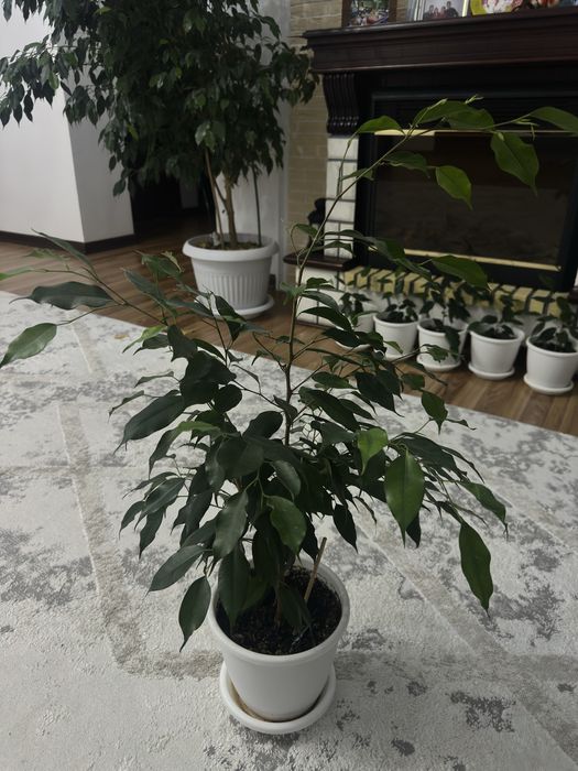 Комнатные цветы