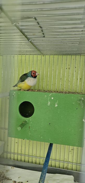 Гулдови амадини  3 бр.