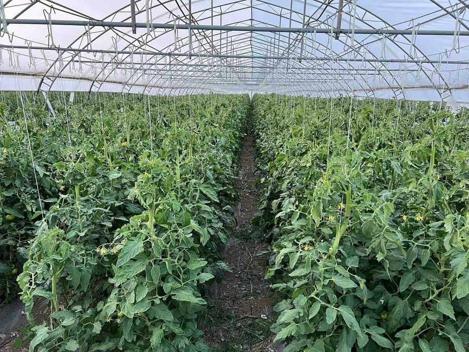 Продава се Земеделски имот в Търговище, Промишлена зона -  кв.м за 8334 €/дка - Снимка #7