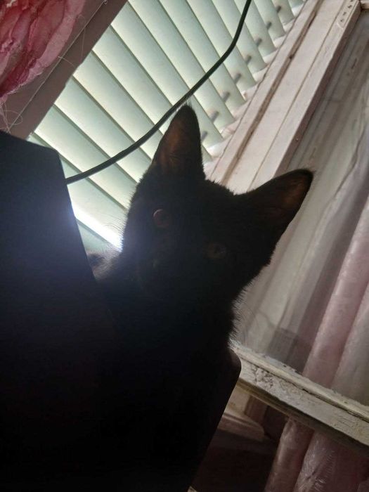 очень   очень милых и добрых котят отдаём добрые руки на всегда