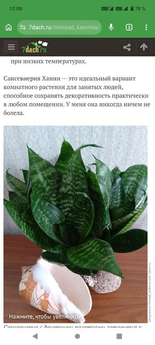 Сансевьерия Ханни. Выведена  в 1941 г