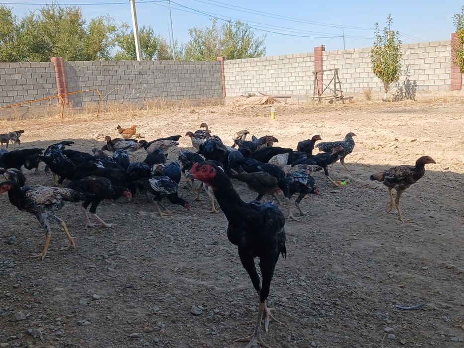 Дакан қораз,тауық