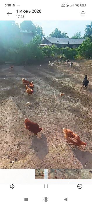 Домашнии куры продам