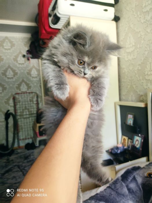 Срочно продаются шотландские котята