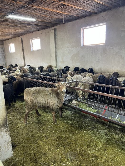 Продаю баран на откорме