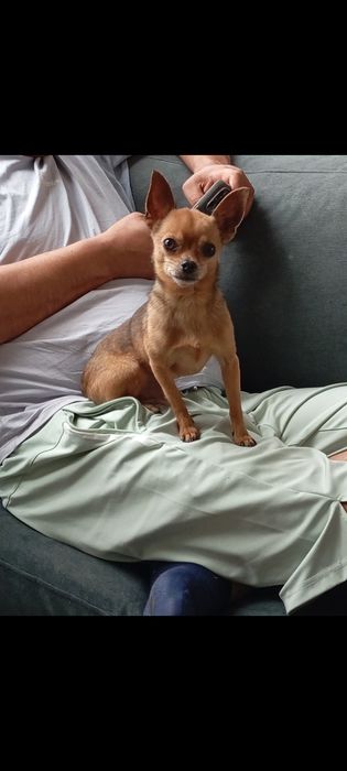 Мини той терьер ищет невесту