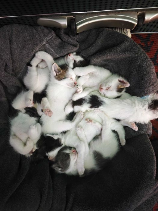 Adopție pisoi București