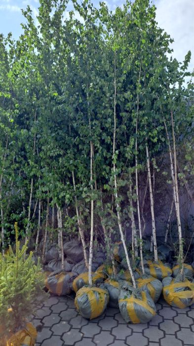 Берёза обыкновенная