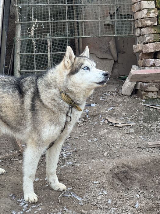 Срочно продаётся Хаски