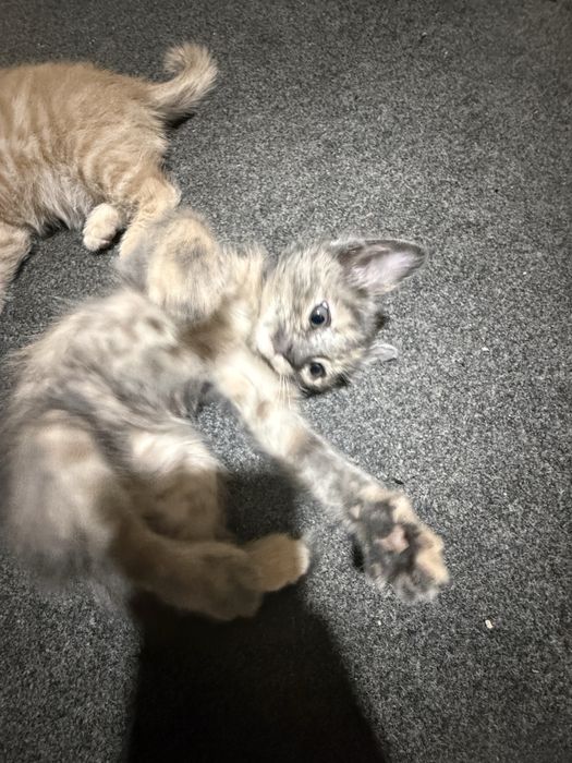 Mushuklar berib yuborildi qolmadi