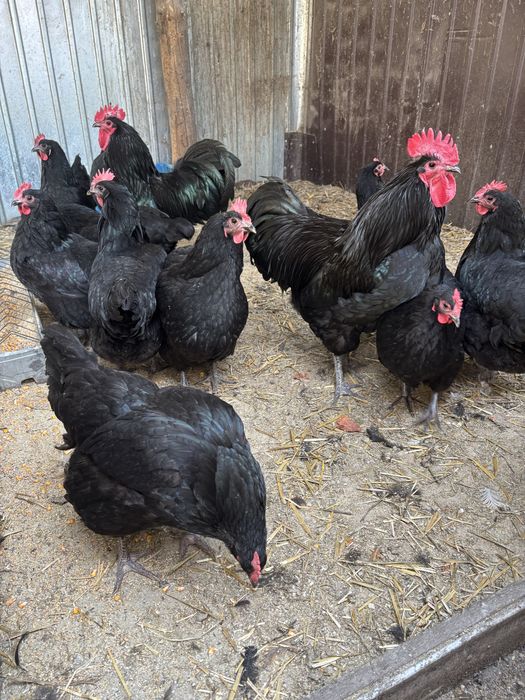 Vand oua incubat de la gainile din imagine