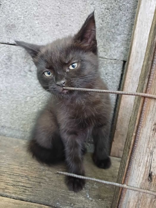 Отдам в хорошие руки котят