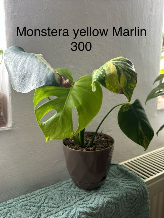 Plante din familia monstera de vanzare . Pret la fiecare planta.