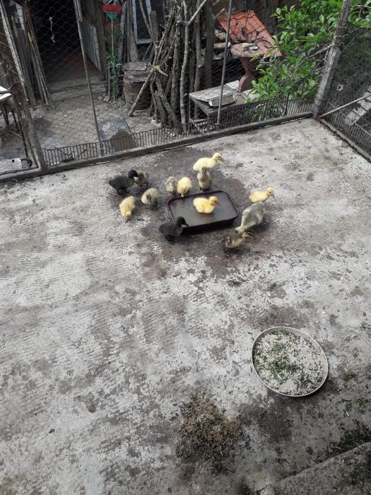 De vânzare rațe indiene care mănâncă melcii