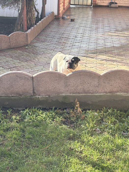 Buldog francez femela