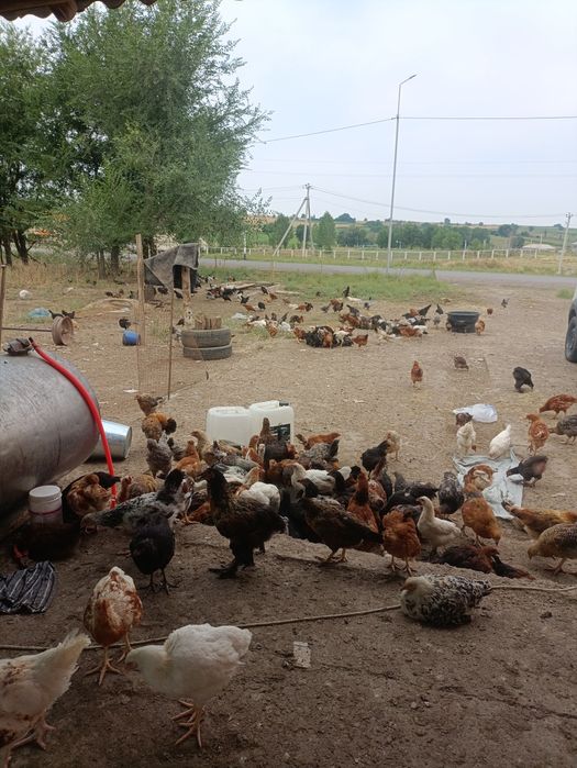 Тауык шөже балаппан
