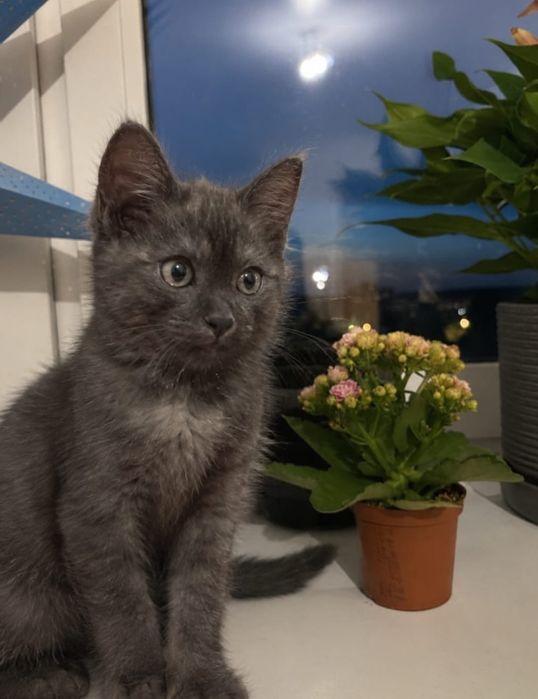 Отдам котят в добрые руки