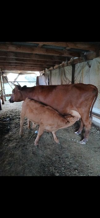 Продам коров, быков, баранов