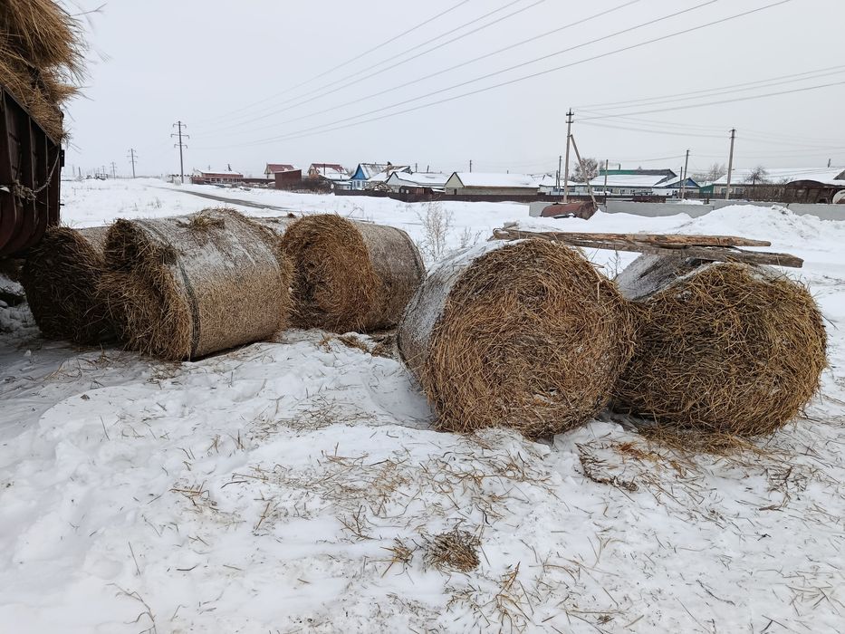 Продам солому ячменная