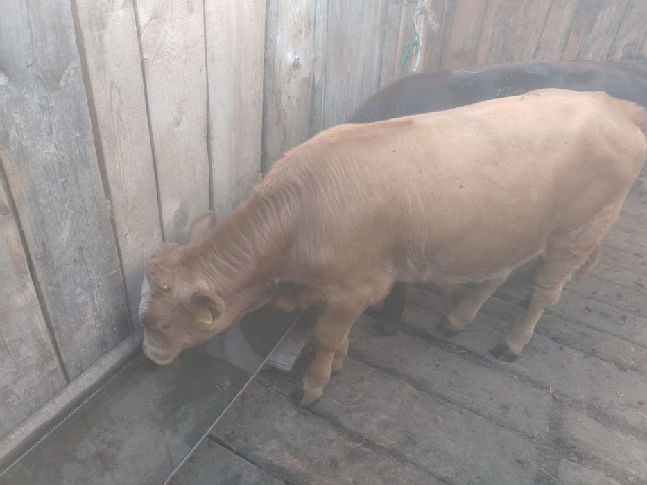 Продам телят, полугодовалые