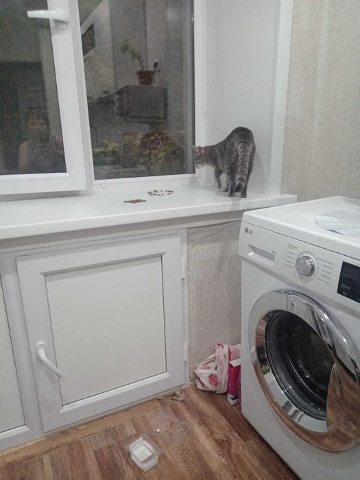 Отдам кошку в добрые руки