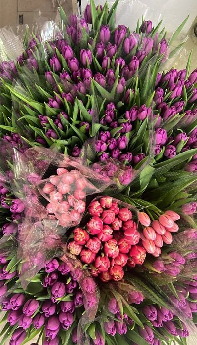 Свежие Тюльпаны 300 тг