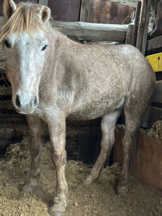 Продам Куган с откорма