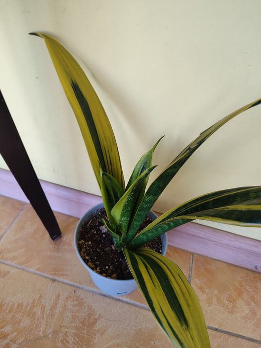 Цветы комнатные недорого