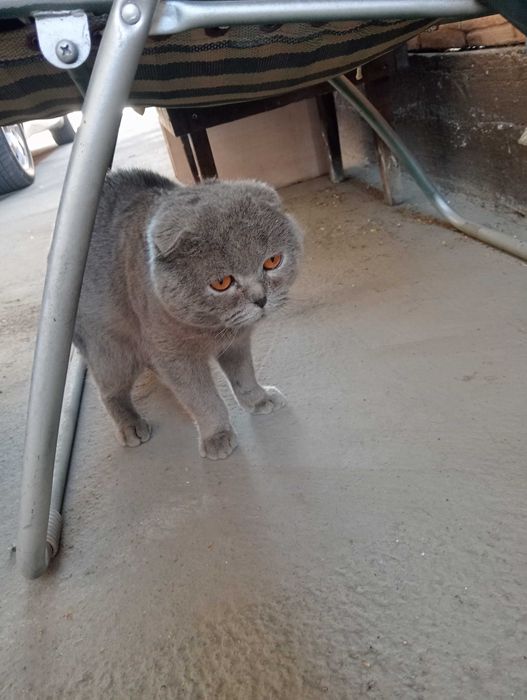 шатлански коты мужски рода цена догтарная