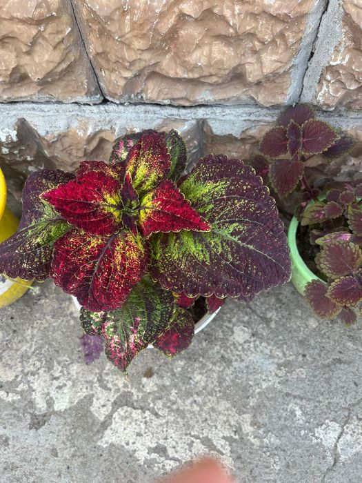 колеусы Разные         цветы.