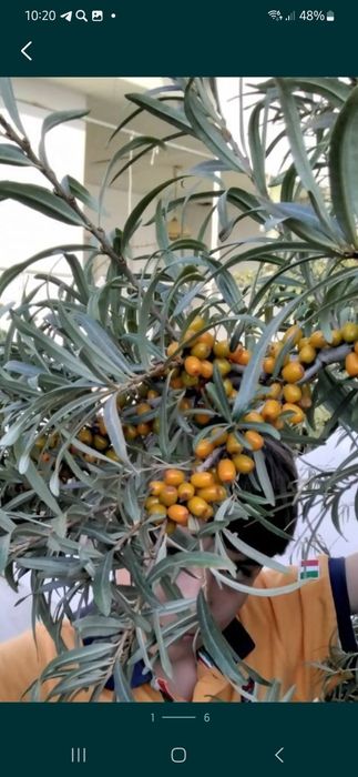 Облепиха крупноплодная!