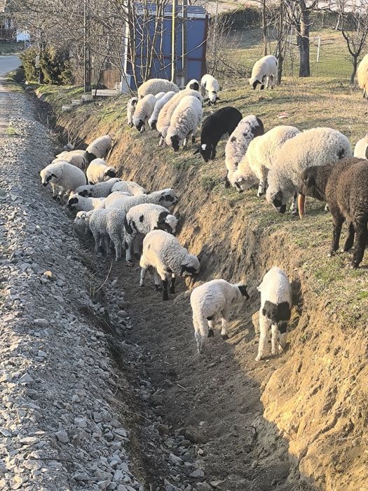 Mielute și berbecuți disponibili