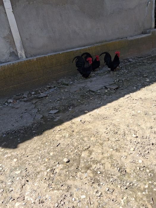 Cocosei Chabo  ,Mai multe culori