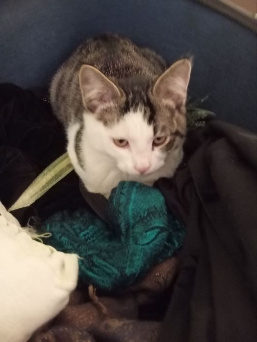 Отдадим в хорошие руки котят